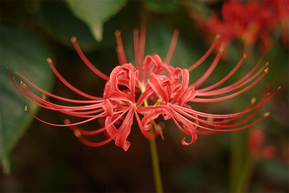 Red Spider Lily